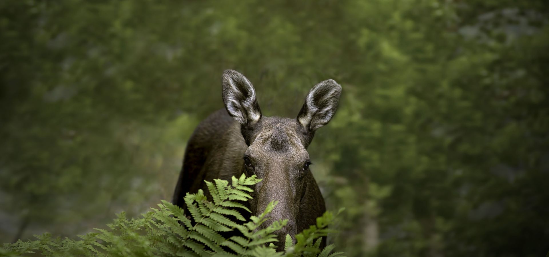 La saison de la chasse en Matanie