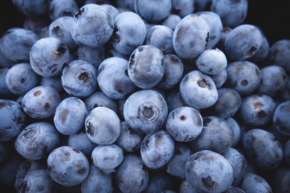 Bleuetière La Perle Bleue - Blueberry farm